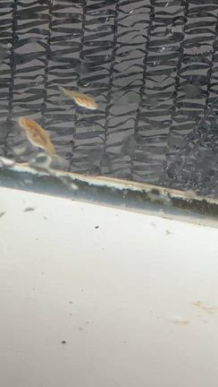 今年初産まれの金魚針子のその後の記事動画
