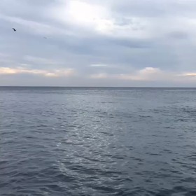 イルカと遭遇の画像
