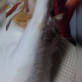 ずっくと戯れの画像