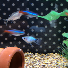 ミッキーマウスプラティ・ブルー〜不安的中の画像