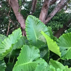 力の木の画像
