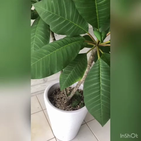 テビチ唐揚げつづきの画像