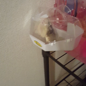 小春の必殺技の画像