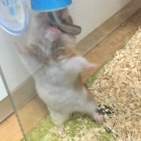 きなこ、なにがしたいんや！wの画像
