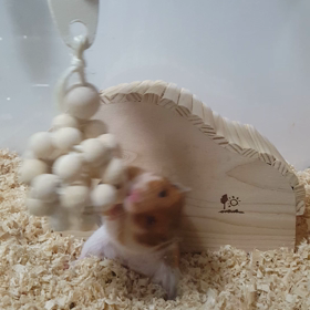 興奮しちゃってすいませんの画像