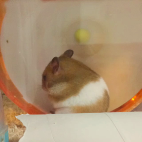 迷っています(´･_･`)の画像