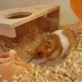 【再】がさごそ(/ω･＼)ﾁﾗｯの画像