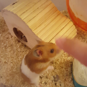 たまには動画を☆の画像