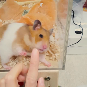 きなこと壁ごっこの画像