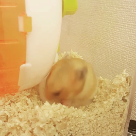 顔がびよーん。の画像
