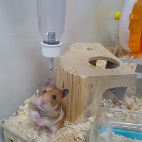 珍しく起きてるの画像