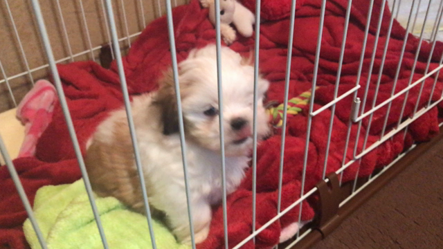 (￣▽￣)の記事動画