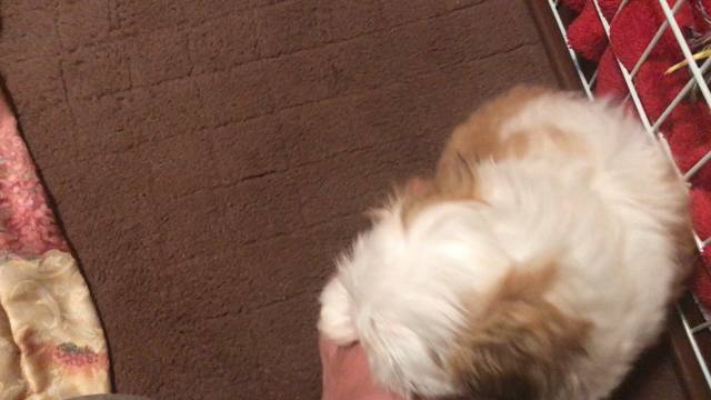 参上の記事動画