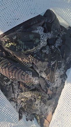 最近の家島諸島方面は？？の記事動画