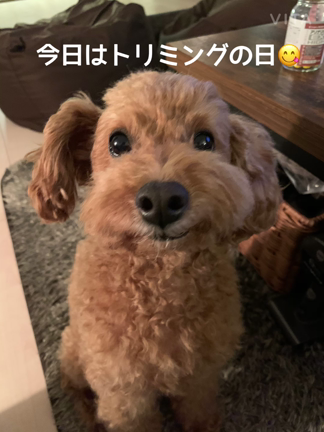 トリミングの記事動画
