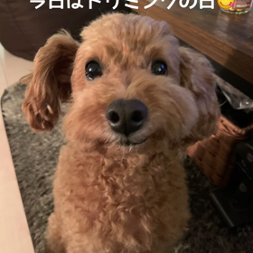 トリミングの画像