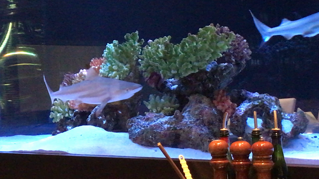 お客様٩(^‿^)۶の記事動画