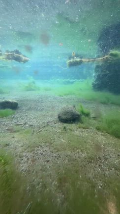（大野名水スポット）淡水型イトヨの生態を観察できます！本願清水イトヨの里への記事動画