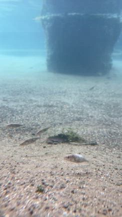 （大野市・本願清水イトヨの里）健全な水循環！生息地の価値高め、まちなか遠足の出発地として提言の記事動画