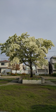 なんじゃもんじゃの花の記事動画