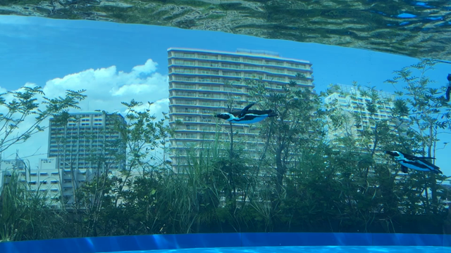サンシャイン水族館の記事動画