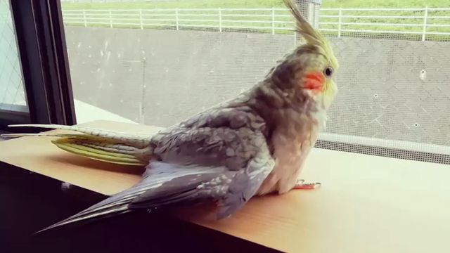 翼を失った愛鳥から学ぶ、力強く生きていく力の記事動画