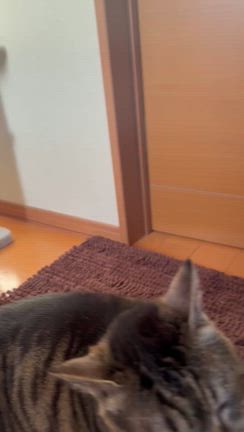 のーんびり日曜日の記事動画