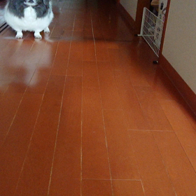 ボール遊びの画像