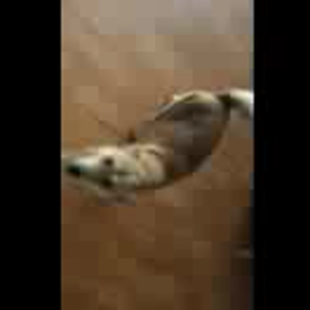 お帰りのキィィィィィィィッー!の画像
