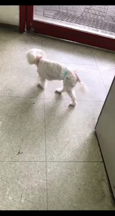 わんちゃんが保護されてます！の記事動画