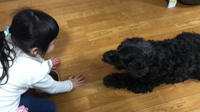 小松芸！五戸町の美容室ICHIE hair studioの記事動画