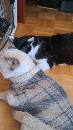 黒猫にゃんこがやって来た("⌒∇⌒")の記事動画