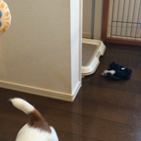 アイビーママからプレゼント♡の画像