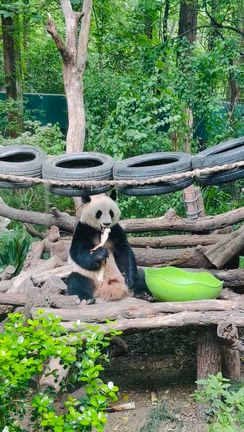 上海動物園 初めてパンダを見たの記事動画