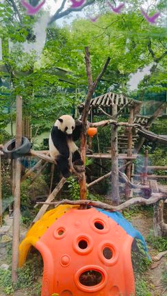 上海動物園 初めてパンダを見たの記事動画