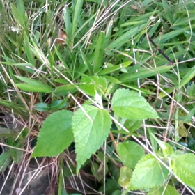 庭のあちこちから聞こえる虫の声の画像