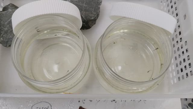 最近のいろいろの記事動画