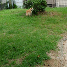 夢ちゃん日記040709の画像