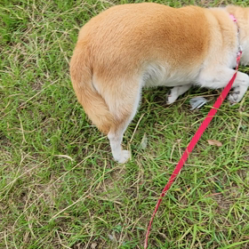 夢ちゃん 日記050814の画像