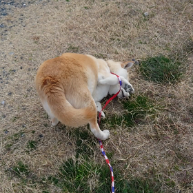 夢ちゃん日記040312の画像
