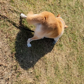 夢ちゃん日記051027の画像