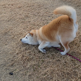 夢ちゃん日記040212の画像