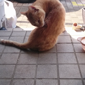 ストレスかなー。の画像