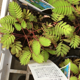 恥ずかしいの？の画像