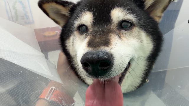 海君2度目の鍼灸の記事動画