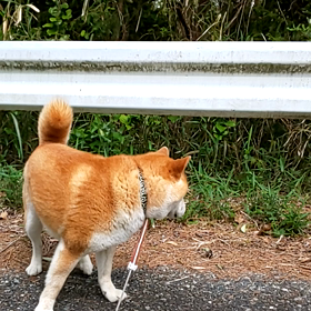 お散歩の画像