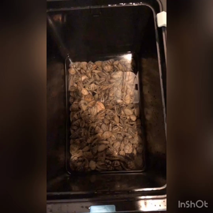 潮干狩りの記事動画