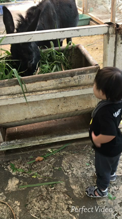 りーちゃんの好きな動物はの記事動画
