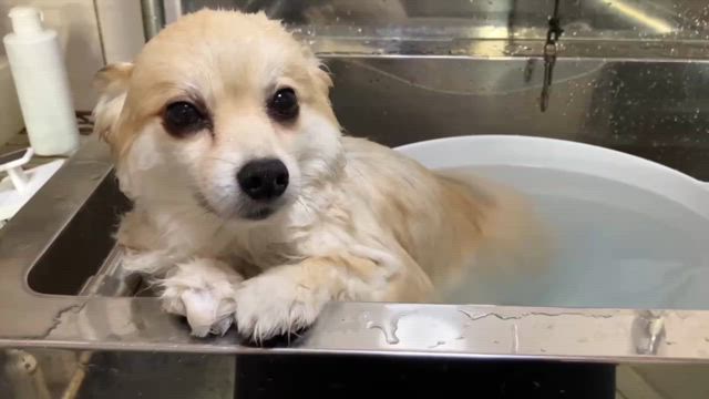 トリミング写真　かなえの記事動画