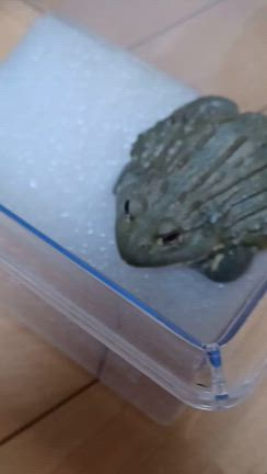 かえる？帰る、流山にの記事動画